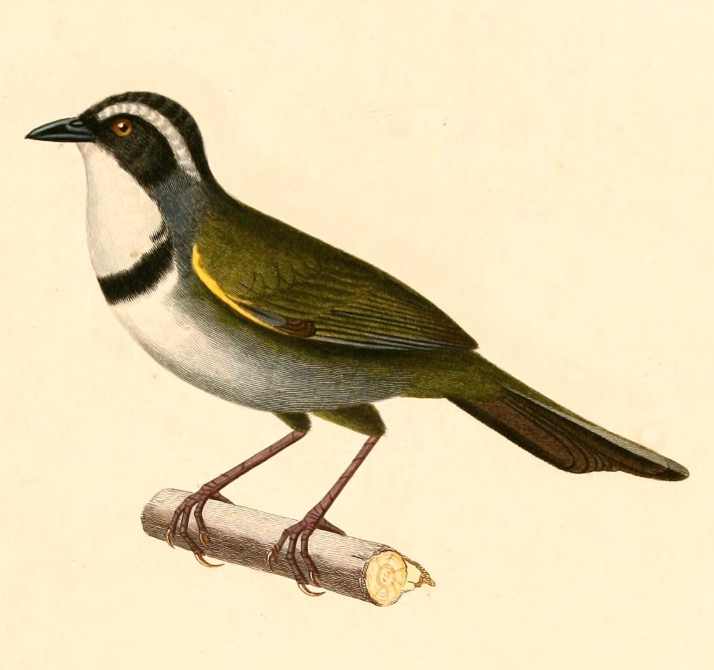 Thamnophilus torquatus