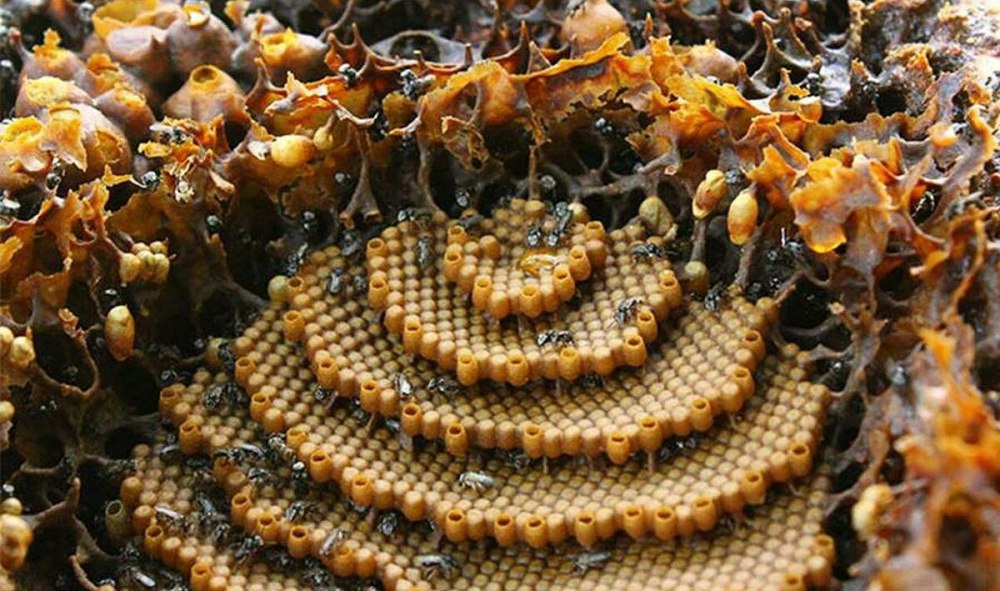 Австралийские пчелы Tetragonula carbonaria