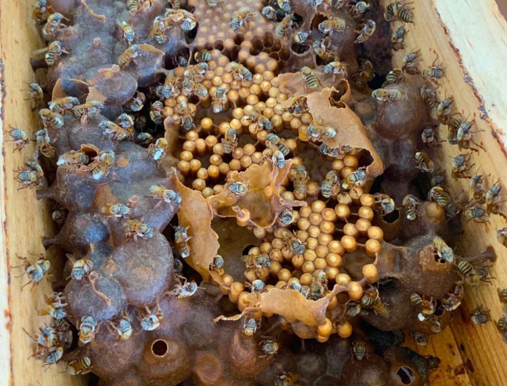 Melipona beecheii