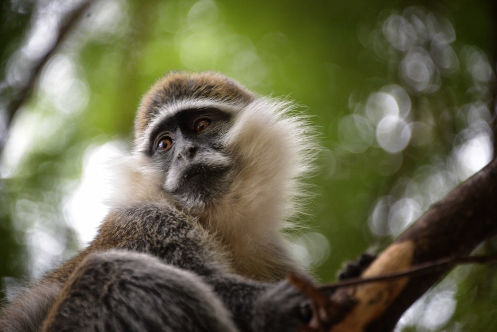 Grivet Monkeys