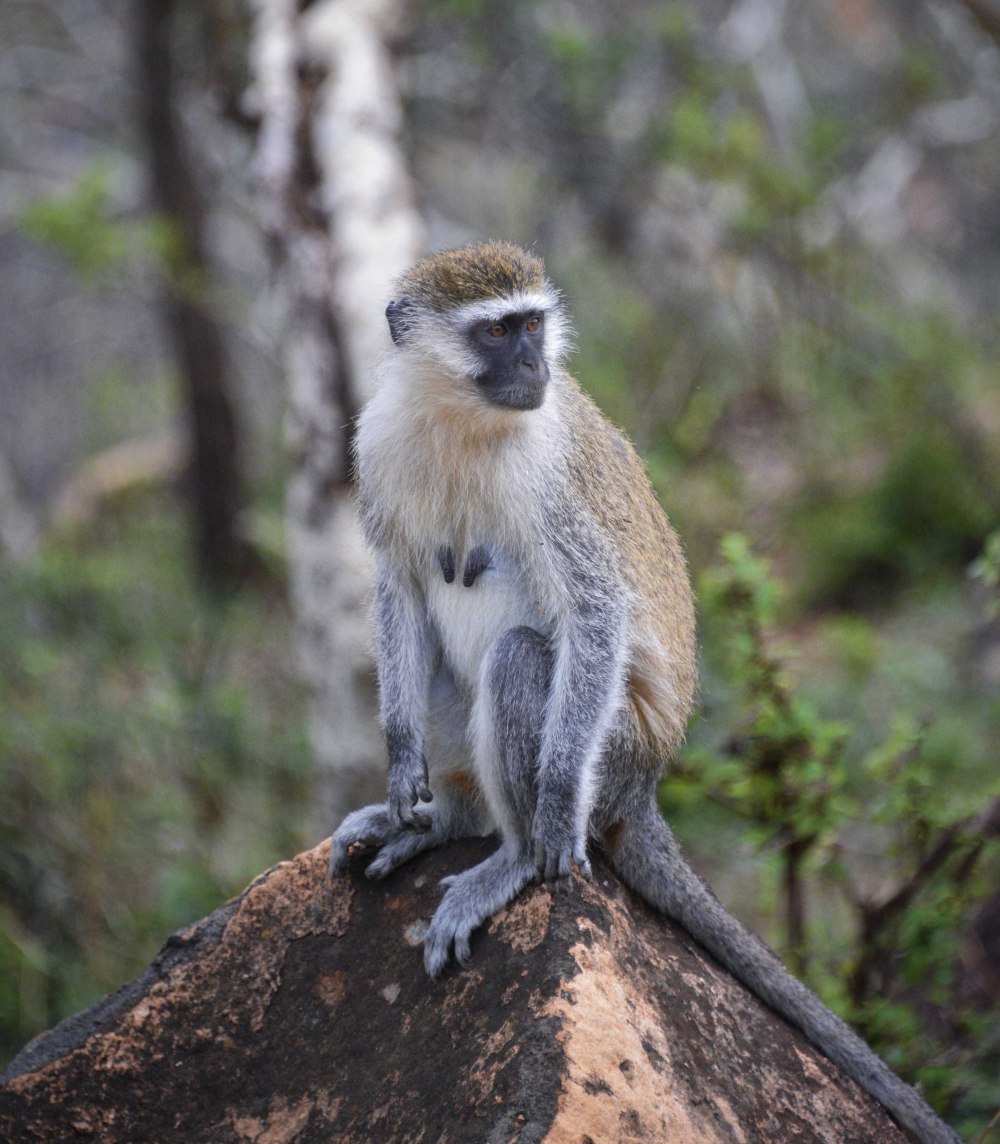 Cercopithecus aethiops