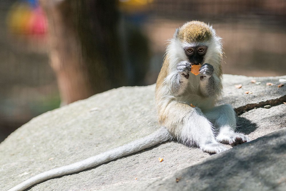 Grivet Monkeys
