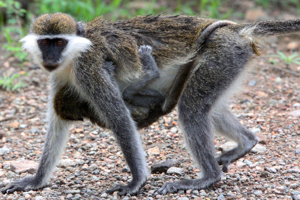 Мартышки Cercopithecus aethiops