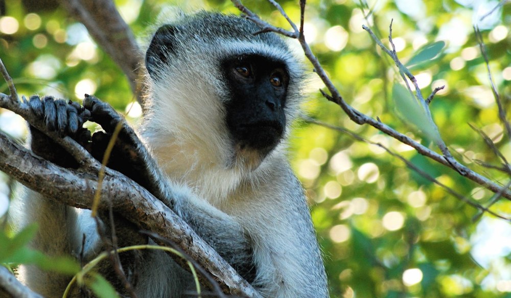 Африканские мартышки Cercopithecus aethiops