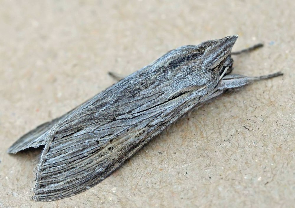 Cucullia umbratica