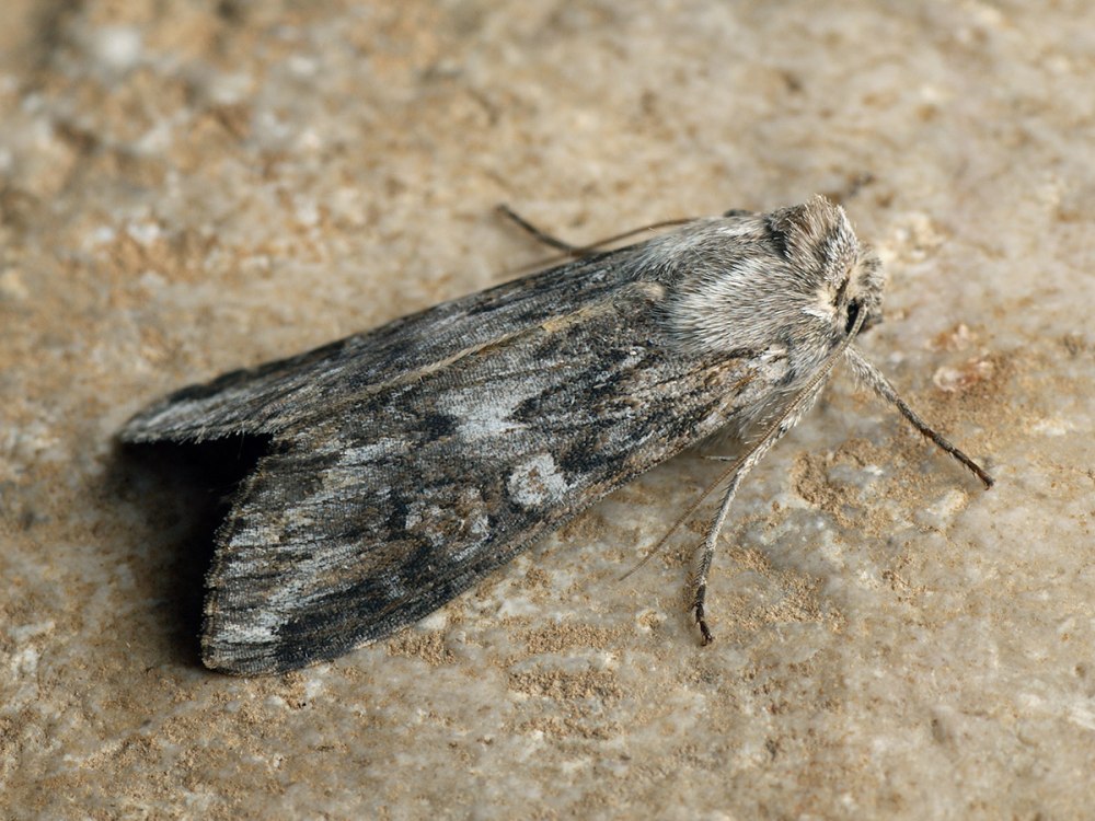 Cucullia lactucae бабочка