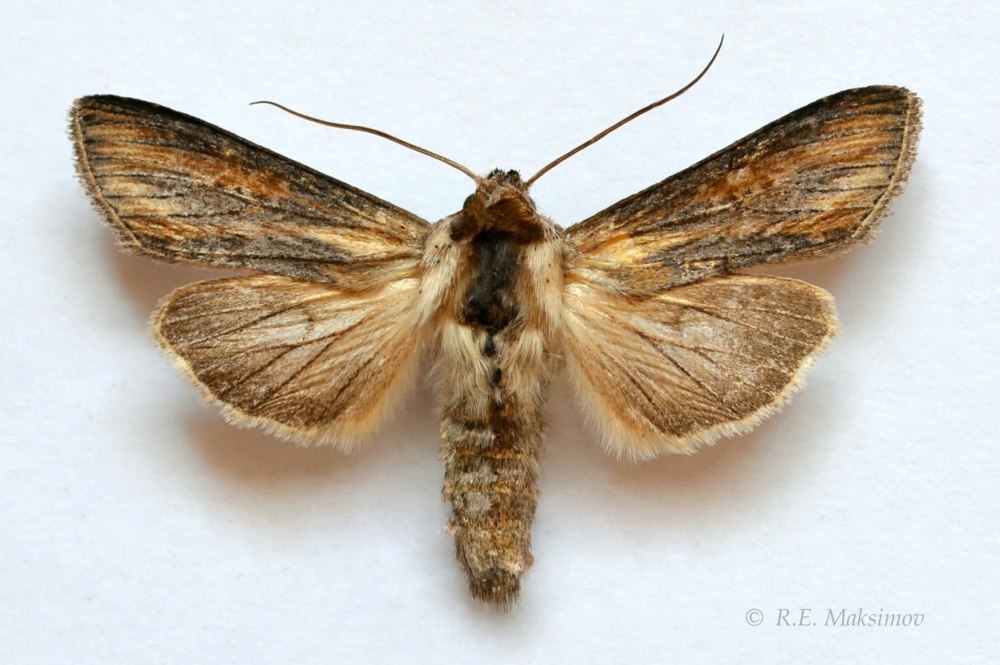 Бабочка Cucullia scrophulariae