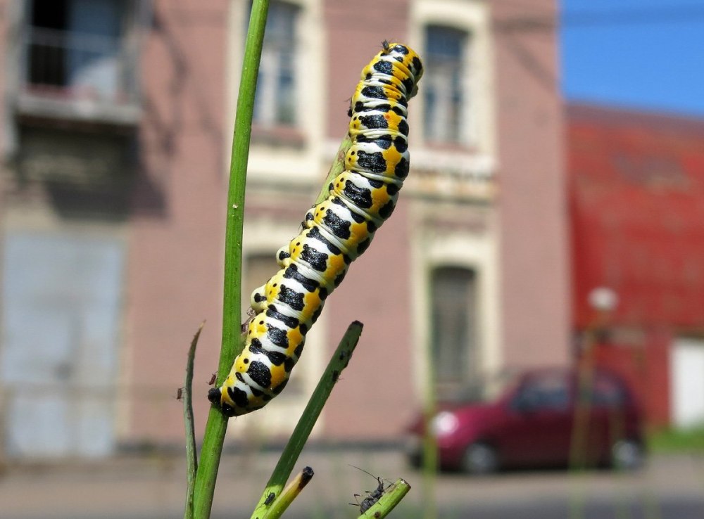 Cucullia Intermedia гусеница