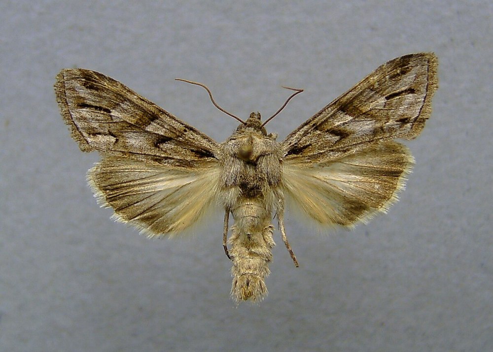 Капюшонница блестящая — Cucullia splendida