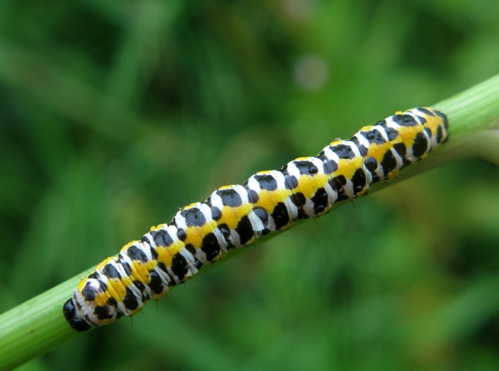 Cucullia lucifuga гусеница