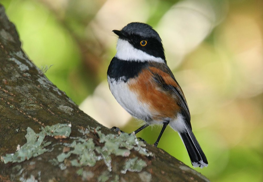 Batis ituriensis