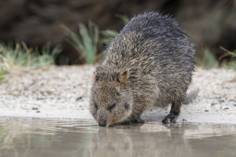 Setonix brachyurus