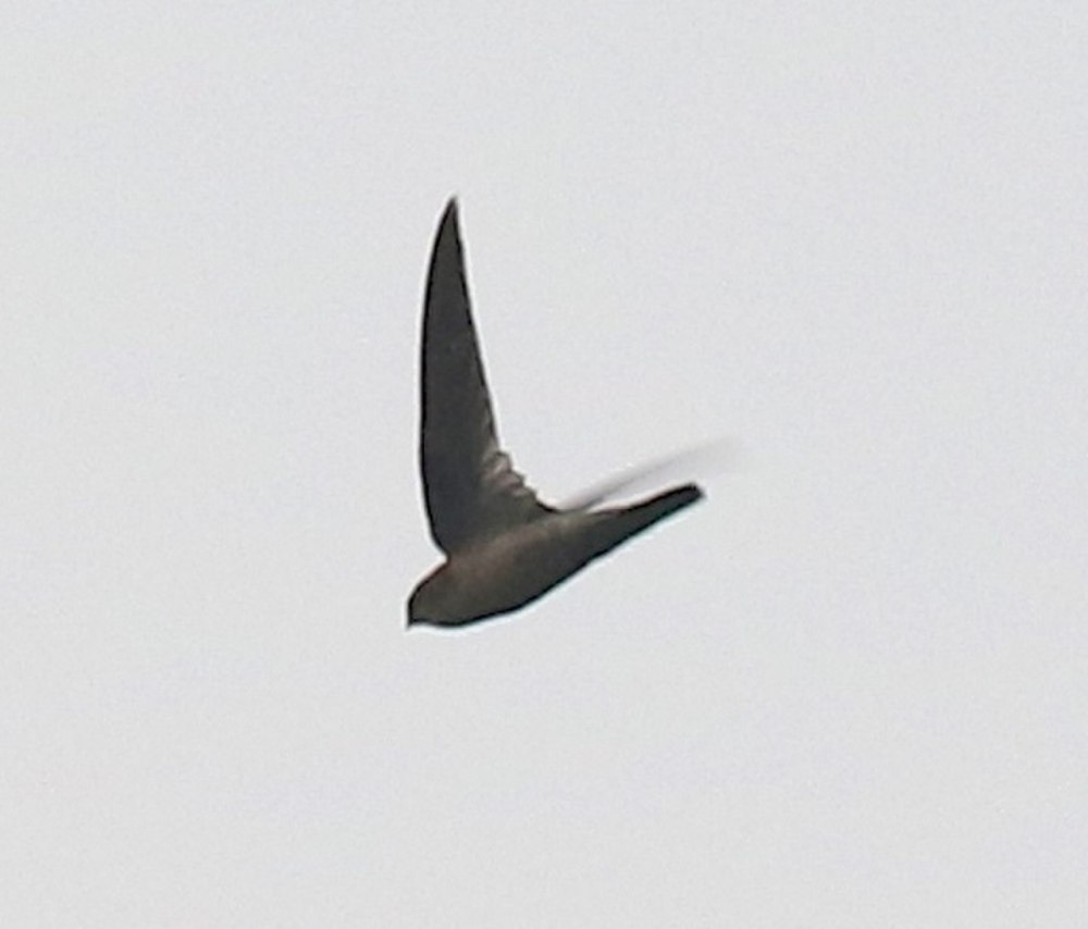 Aerodramus Salangana — серая Салангана