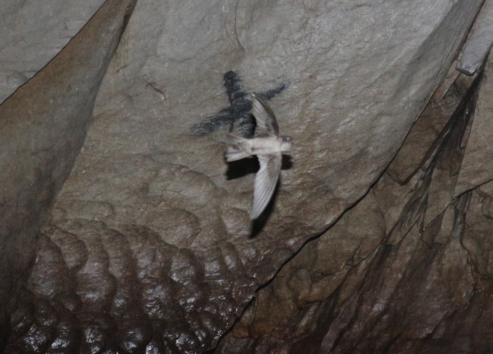 Aerodramus pelewensis