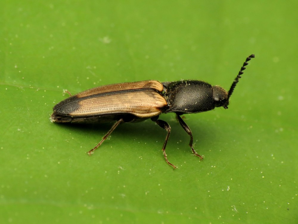 70. Ampedus balteatus – Щелкун окаймленный