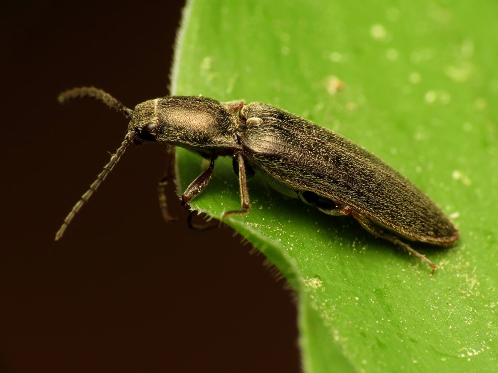 Click Beetle