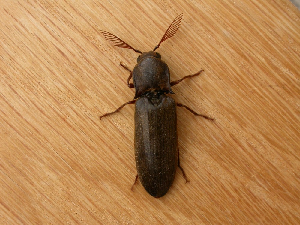 Helochares lividus