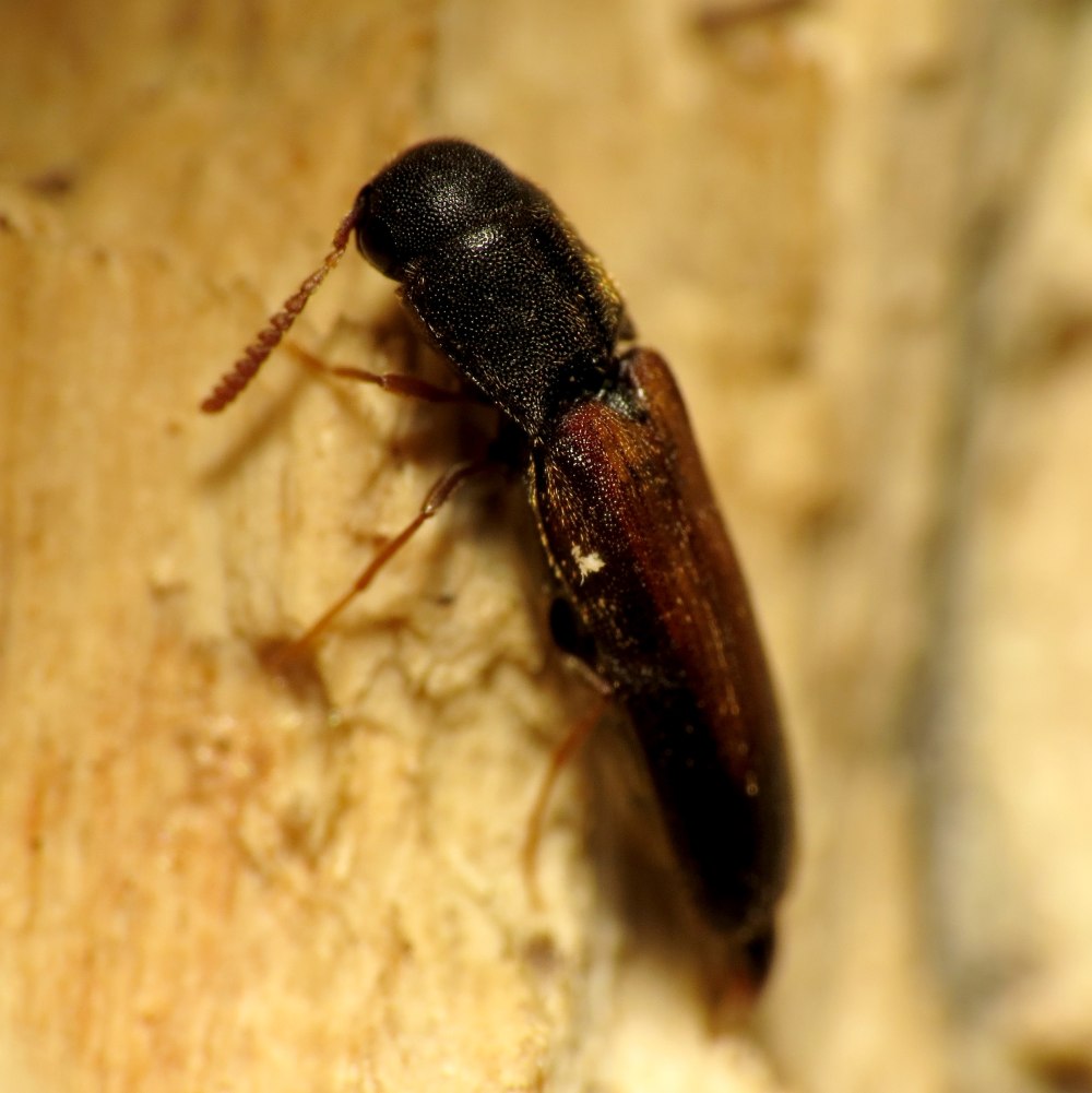Click Beetle