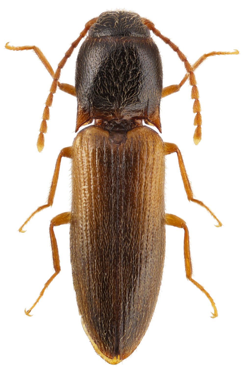 Graptus circassicus