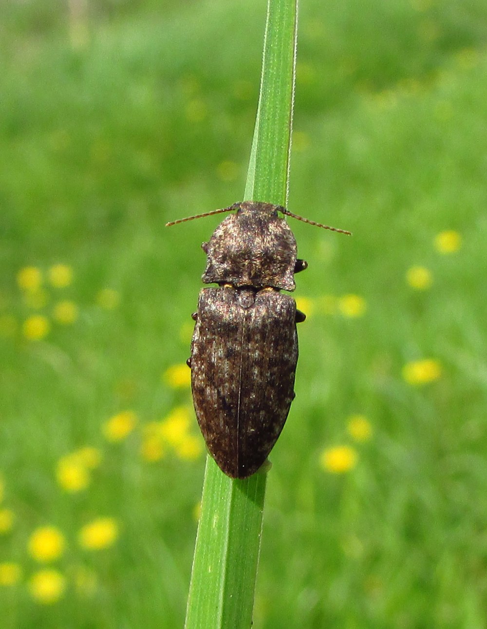 Agrypnus murinus (Щелкун рябоватый)