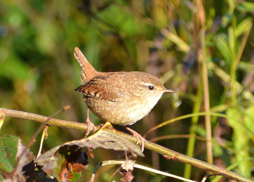 Крапивник распространение Сибирь