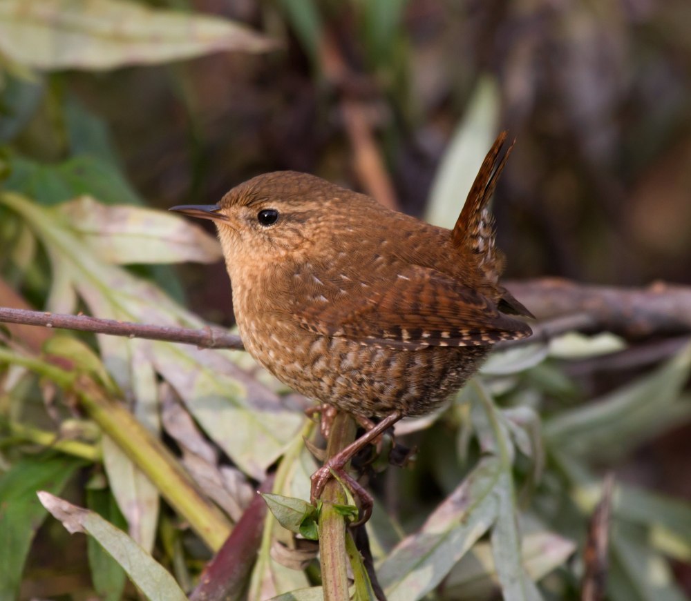Стефенский кустарниковый крапивник