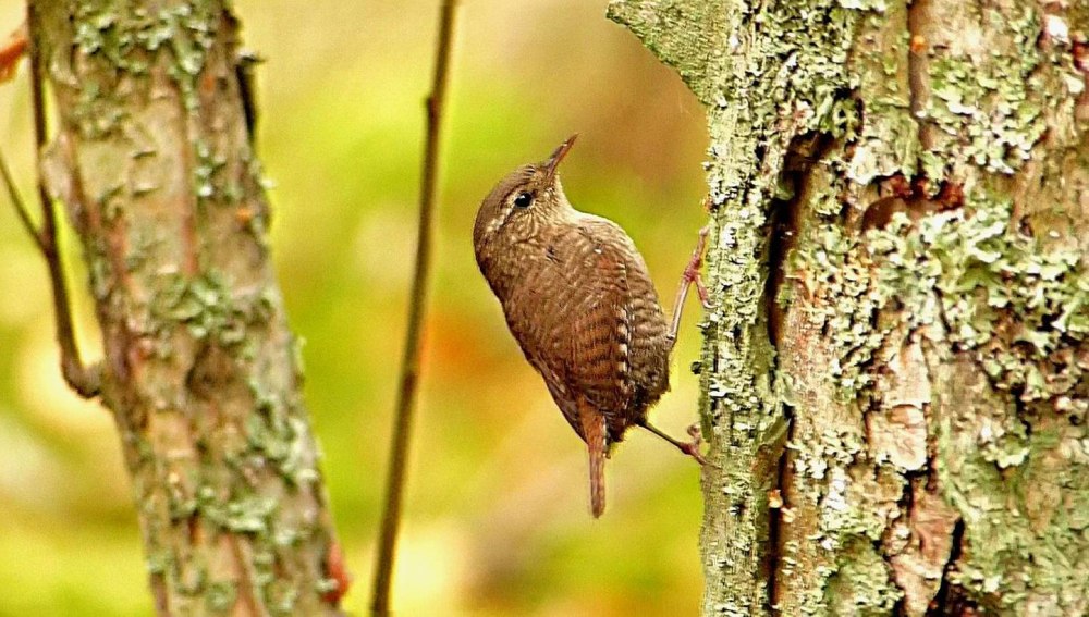 Птицы топ 10 распространения