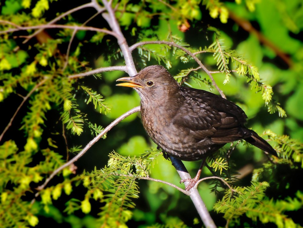 Дрозд крапивник