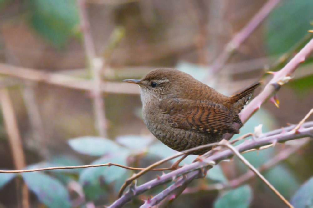 Eurasian Wren птица