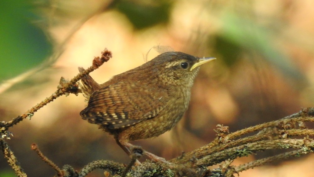 Бразильский органист крапивник