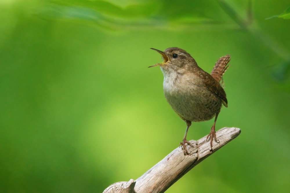 Соловей самец
