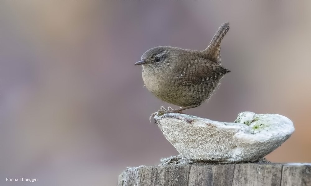 Птица крапивник Липецкой области