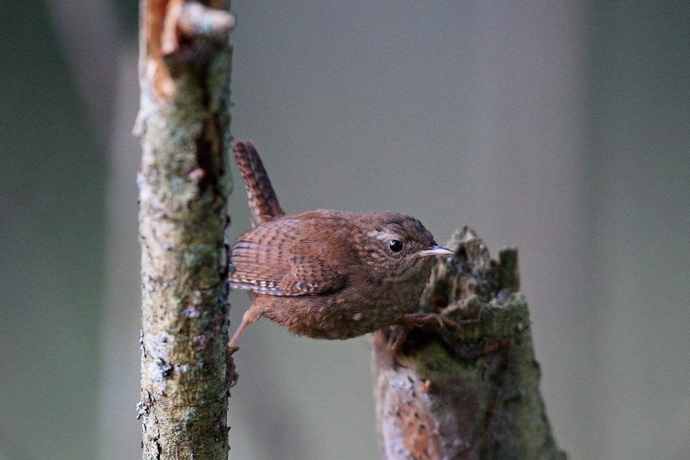 Как содержать крапивника