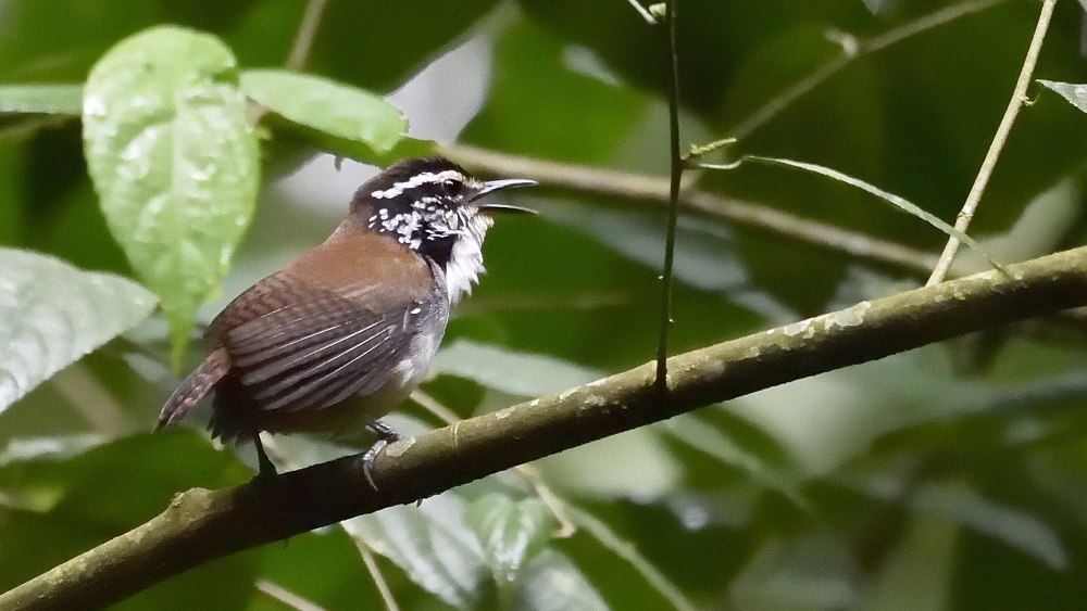 Мексиканский белогрудый крапивник фото