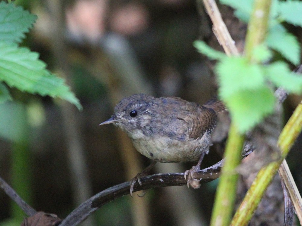 Прудовый крапивник