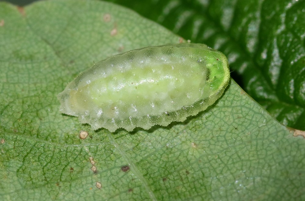 Слизневидки (Limacodidae