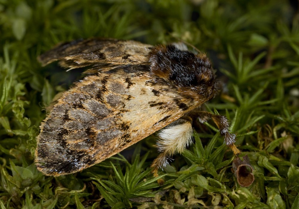 Phobetron pithecium гусеница
