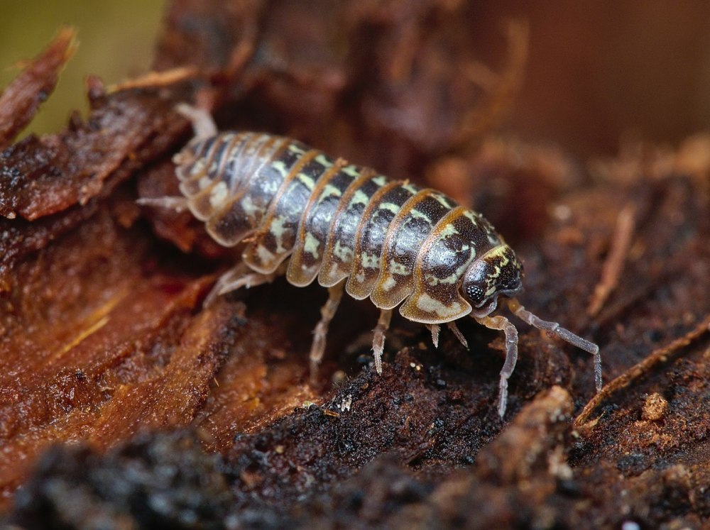 Armadillidium versicolor