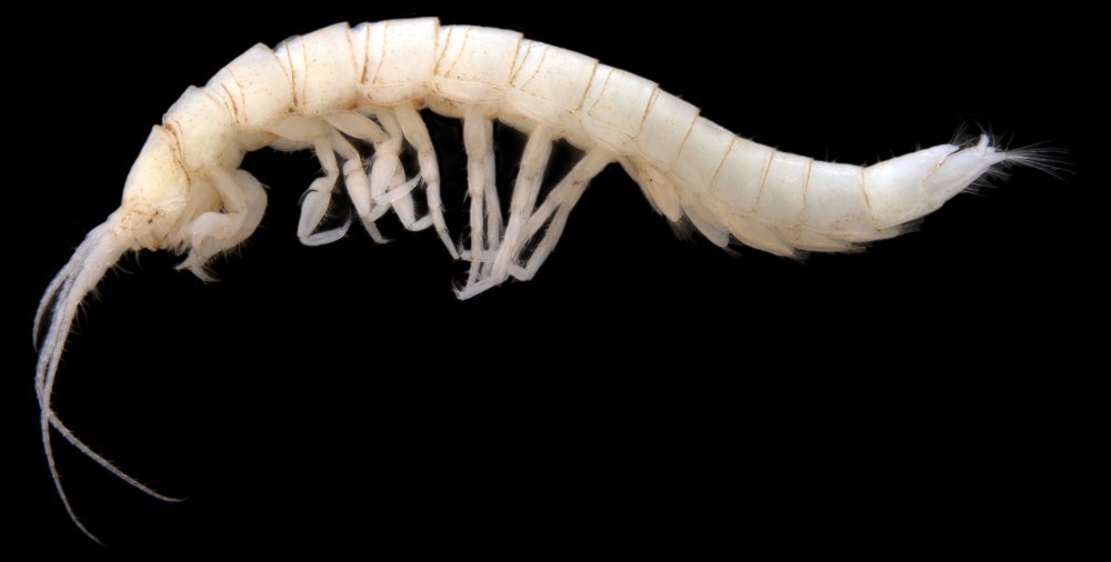 Stygotantulus stocki