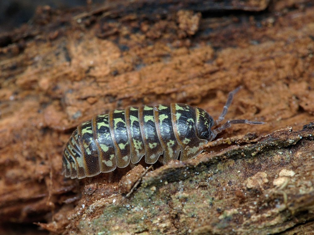 Armadillidium vulgare Magic Potion