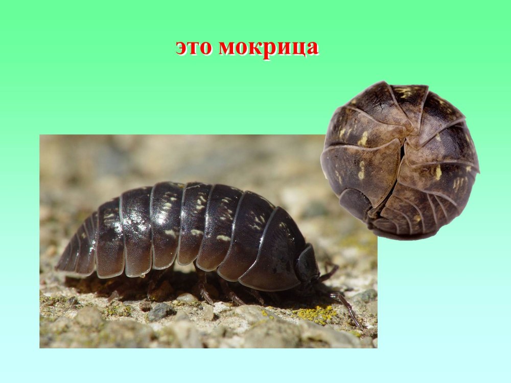 Гусеница мокрица