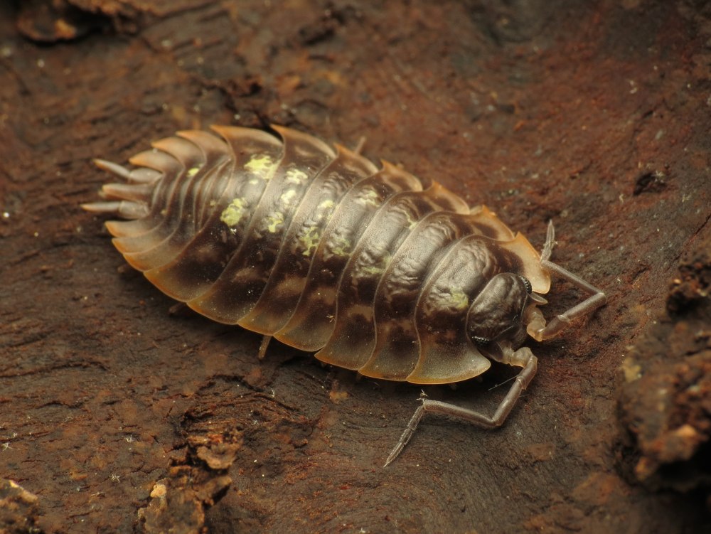 Asellus Depuratum