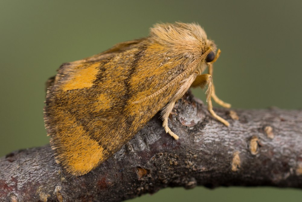Apoda Limacodes
