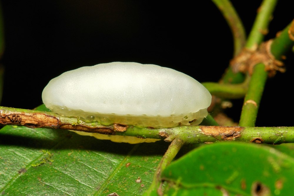 Слизневидки (Limacodidae