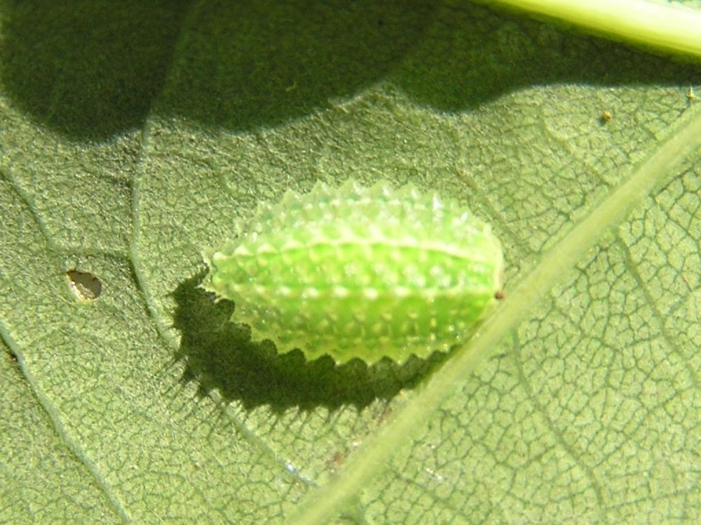 Гусеница мокрица (apoda Limacodes)