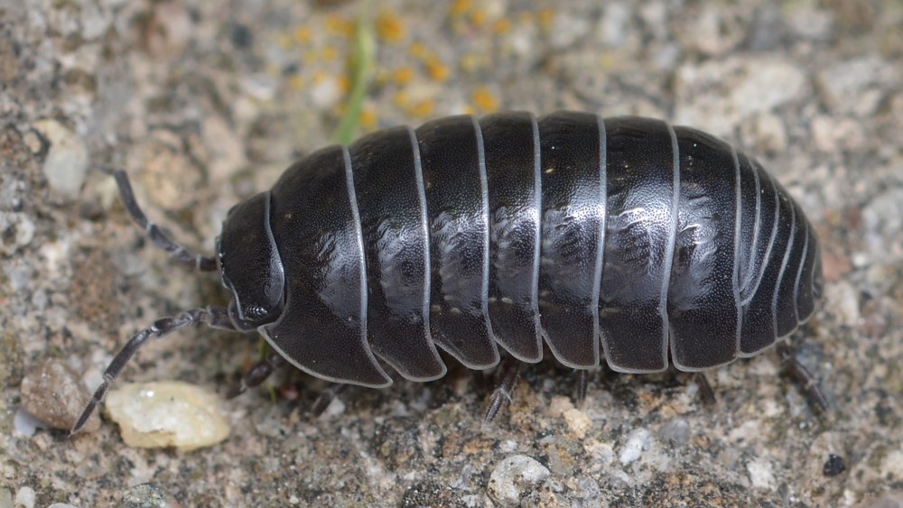 Мокрицы Armadillidium vulgare
