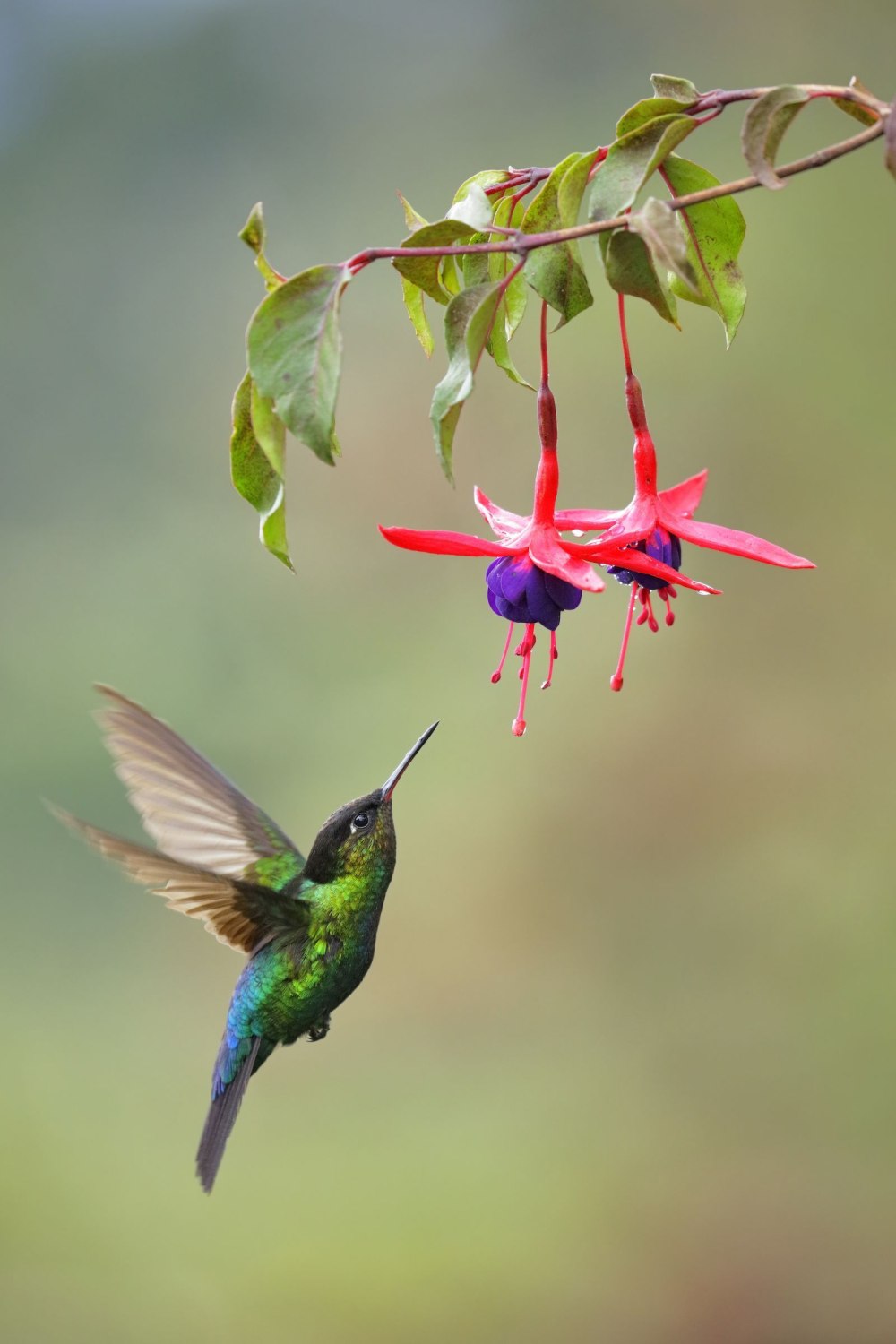 Колибри trochilidae