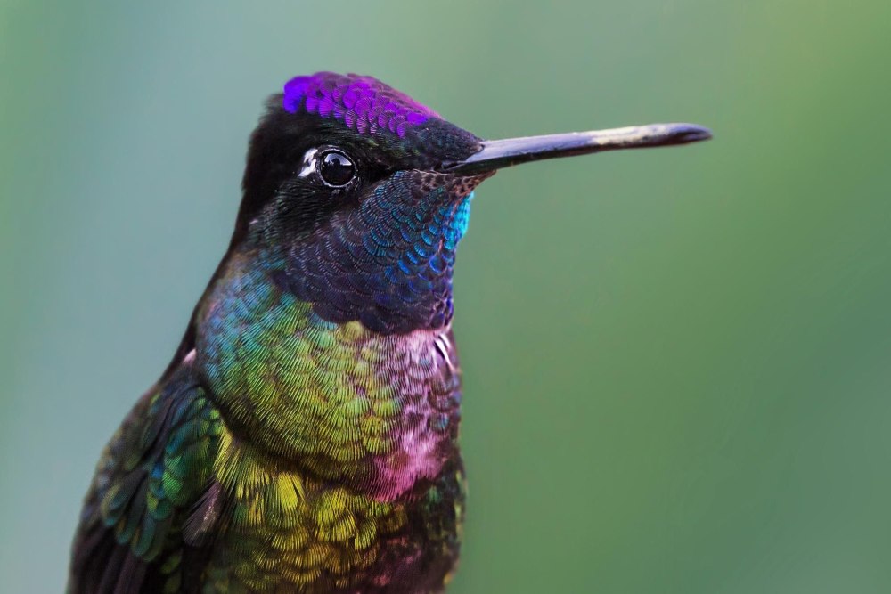Costa Hummingbird