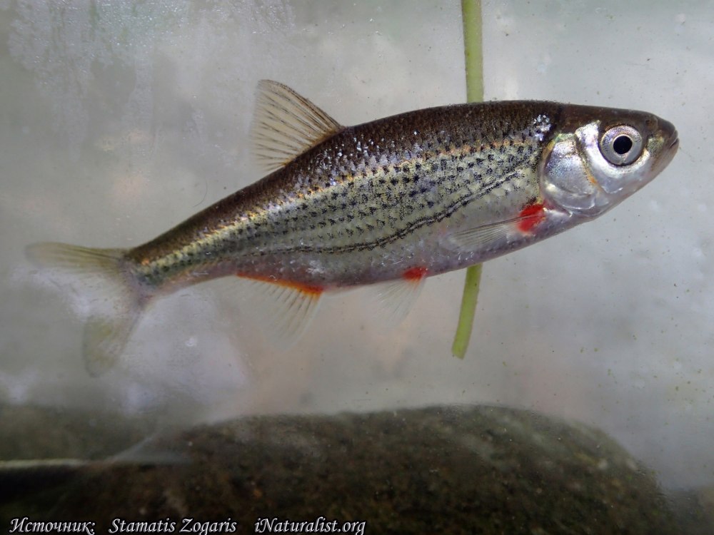 Быстрянка - Alburnoides bipunctatus