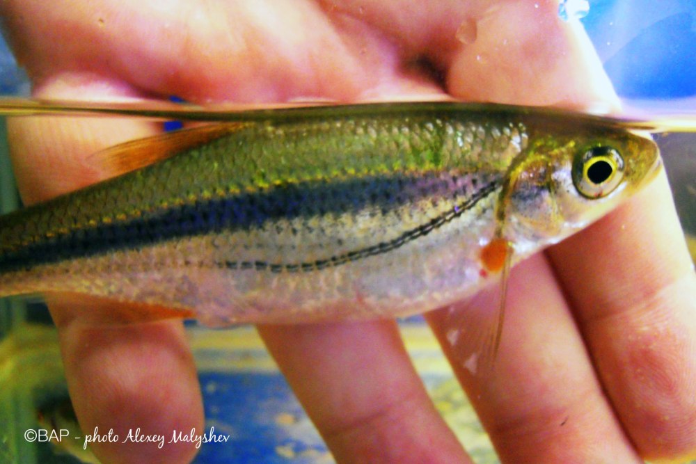 Быстрянка - Alburnoides bipunctatus